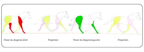 Schéma illustrant les différentes amplitudes de foulée au pas, au trot et au galop