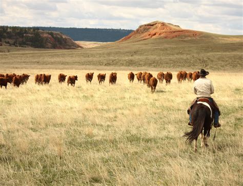 Un magnifique ranch avec des chevaux au pâturage