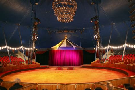 Cheval blanc sur une piste de cirque avec un artiste