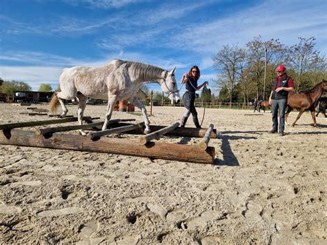 Cheval pratiquant le Mountain Trail sur un parcours d'obstacles