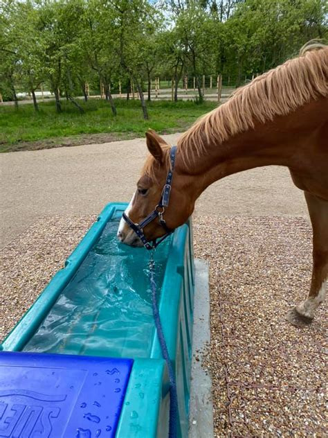 Cheval buvant dans un abreuvoir chauffant en hiver
