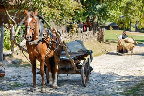 Cheval Haflinger attelé à une charrette