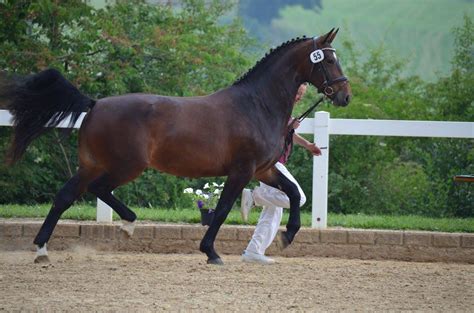 cheval en main lors d'une présentation