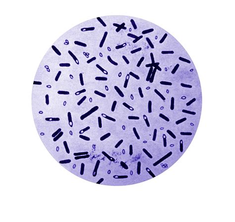 Bactérie Clostridium botulinum au microscope