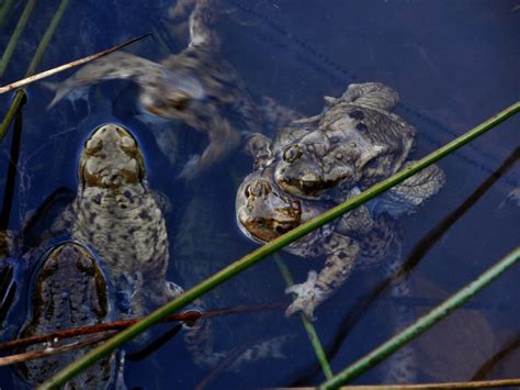 Photo de batraciens dans l'étang de l'hippodrome