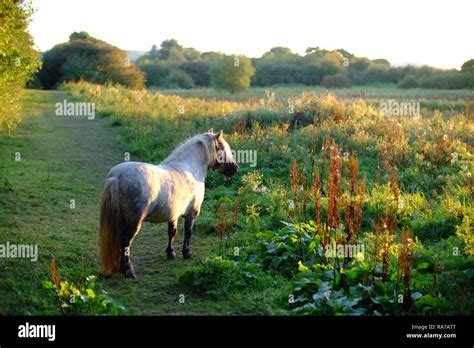 Un poney Shetland broutant dans un pré verdoyant