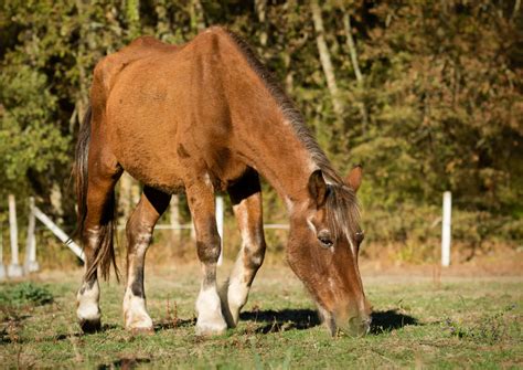 Cheval âgé se promenant dans un pré