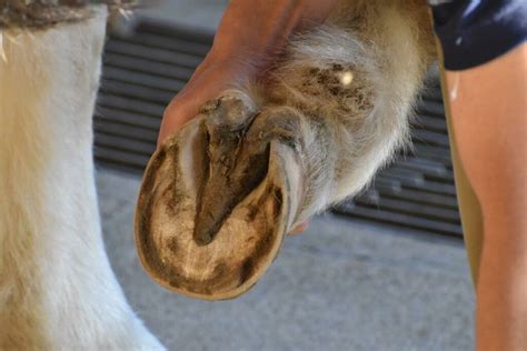 Vue rapprochée d'un sabot de cheval bien paré