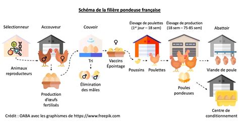 Diagramme comparant la filière intégrée et la filière labellisée du commerce équitable