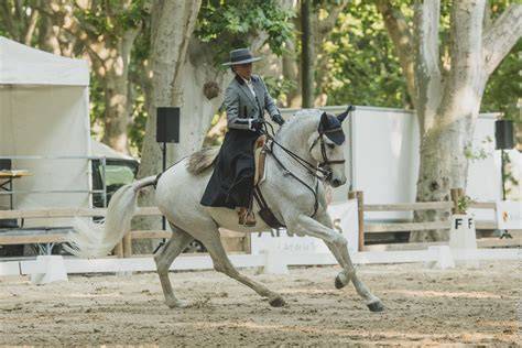 Schéma des quatre épreuves de Working Equitation