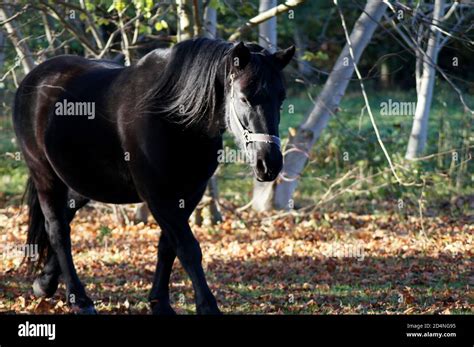 Cheval noir dans un champ