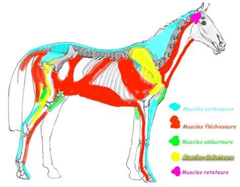 Schéma simplifié du squelette et des muscles principaux du cheval