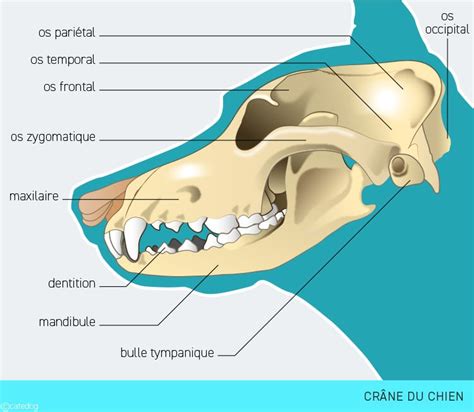 Schéma anatomique d'un crâne de chien brachycéphale montrant les zones affectées par le SORB