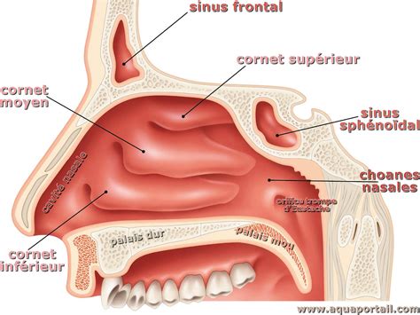 Diagramme montrant la structure des cornets nasaux dans la cavité d'un chien