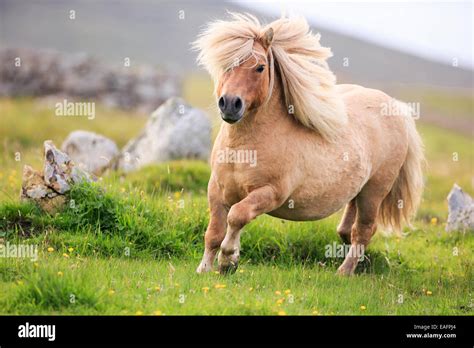 Poney Shetland au pâturage