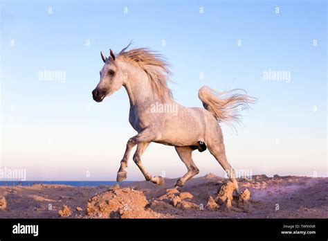 Cheval arabe dans le désert
