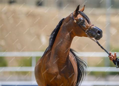 Chevaux arabes dans un concours d'endurance