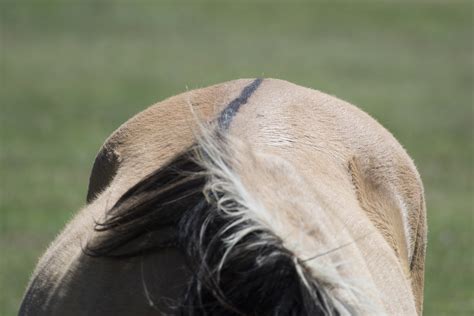 Cheval Dun avec raie de mulet