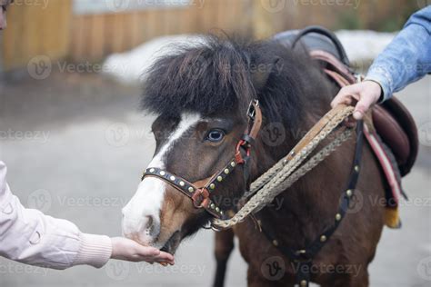 Enfant caressant un poney