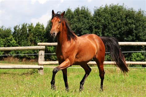 Chevaux de race Quarter Horse dans un pré
