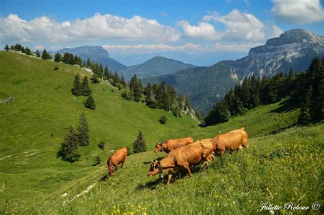 Vaches tarines dans un alpage