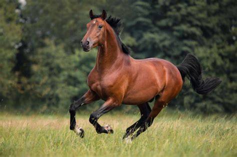 Cheval bai noir au trot