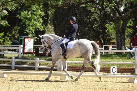 Cheval de dressage effectuant une reprise.