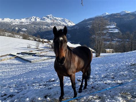 Écuries et chevaux au soleil