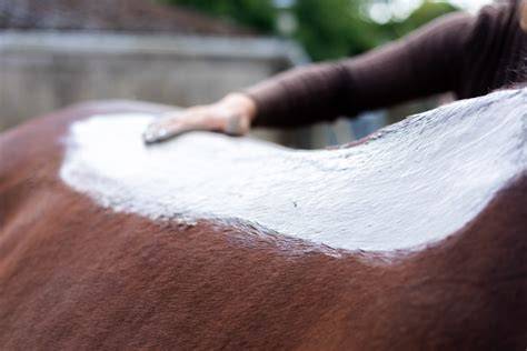 Infographie : Étapes d'application de l'argile sur un cheval