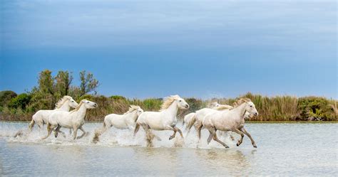Vue panoramique de la Camargue avec des chevaux en liberté