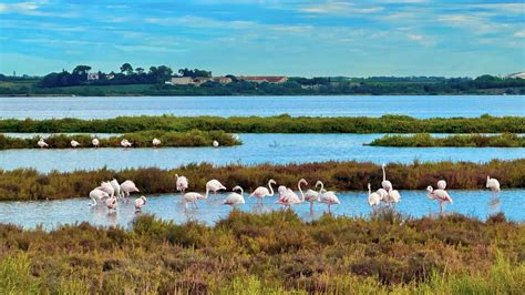 Flamants roses se tenant dans un étang camarguais