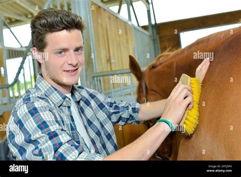 Un palefrenier brossant un cheval