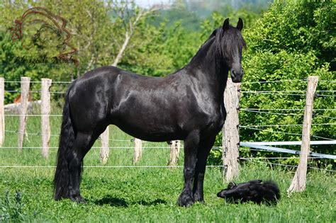 Cheval Frison en pâturage