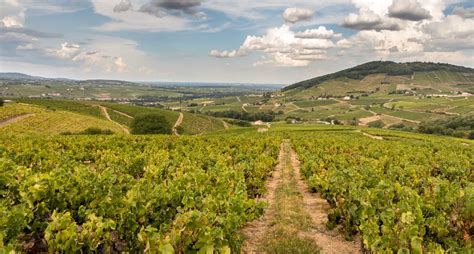 Paysage de vignobles vallonnés du Beaujolais