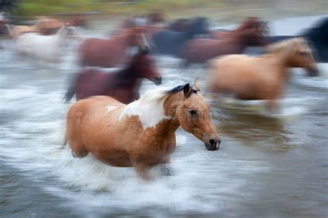 Cheval traversant une rivière dans un paysage de montagne