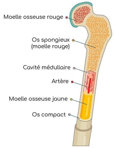 Illustration schématique de la structure osseuse permettant le maintien debout