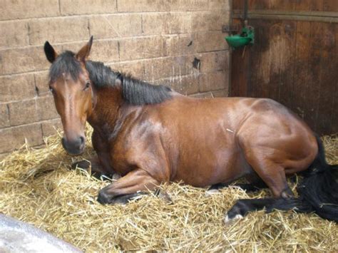 Cheval couché dans un box propre et spacieux