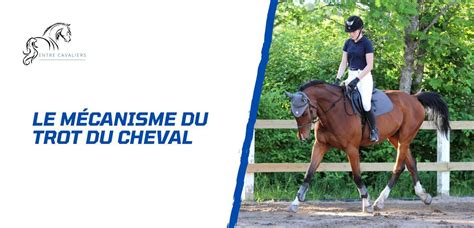 Infographie comparant les caractéristiques des pistes de trot et de galop à Cavaillon