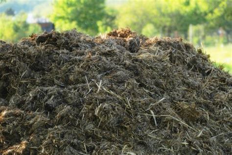 Compost de fumier de bovin dans un jardin