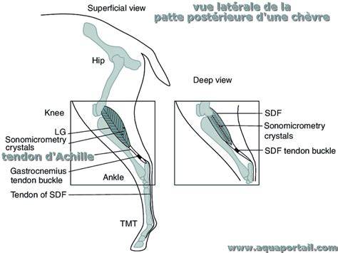 Diagramme montrant la structure anatomique d'une guêtre de cheval