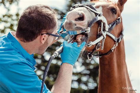 Cheval avec un dentiste équin examinant sa bouche