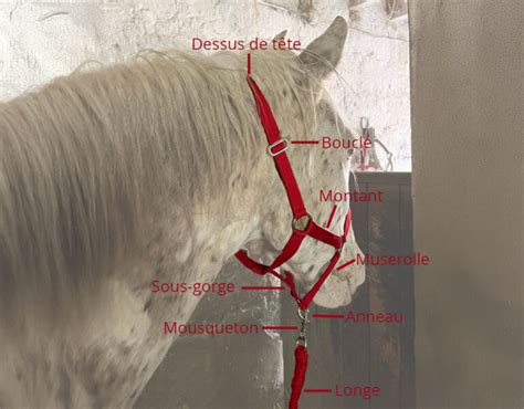 Diagramme comparant la pression du mors et du licol sur la tête du cheval