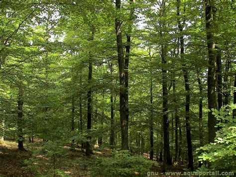 Cheval galopant dans une forêt de haute futaie