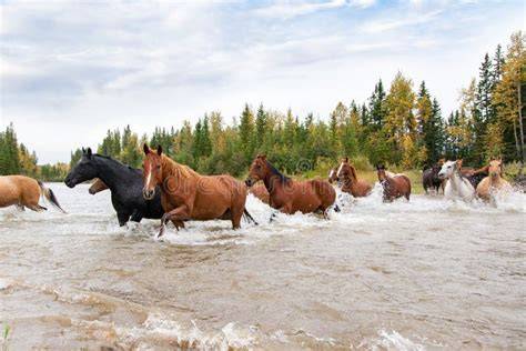 Cavalier et cheval traversant une rivière dans un paysage verdoyant