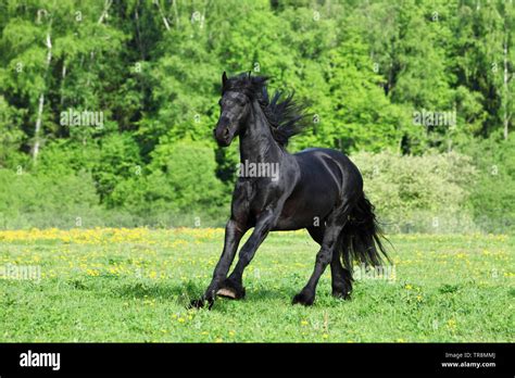 Cheval noir au galop dans un pré