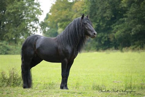 Cheval de Mérens dans un paysage de montagne