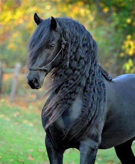 Cheval Frison noir avec crinière ondulée