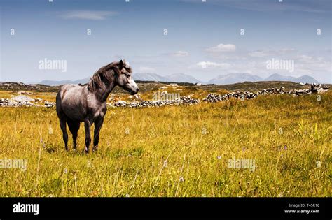 Poney Connemara gris broutant dans un paysage irlandais