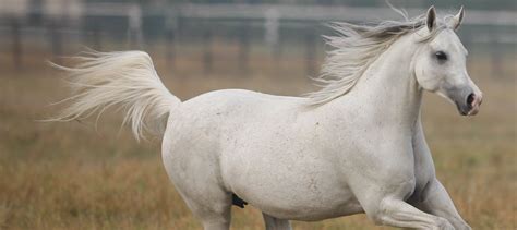Cheval Pur-Sang Arabe blanc avec crinière fine