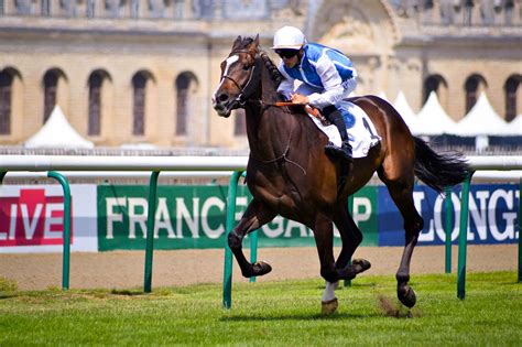 Cheval Pur-Sang Anglais bai en pleine course